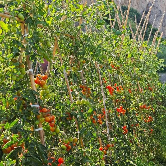 Cherry-Tomaten Freiland Bio von Arne Sparpreis-Box