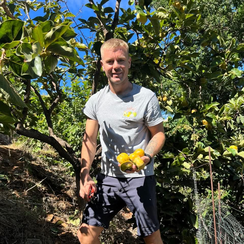 Kaki "Fuyu" (Apfel-Kaki) von Julian Sparpreis-Box