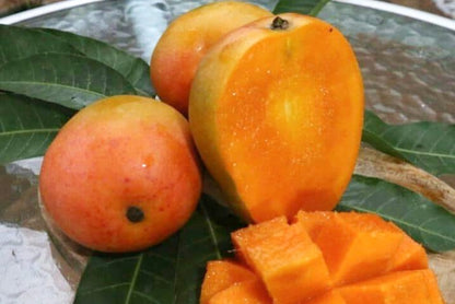 Mango "Gedong Gincu" baumgereift