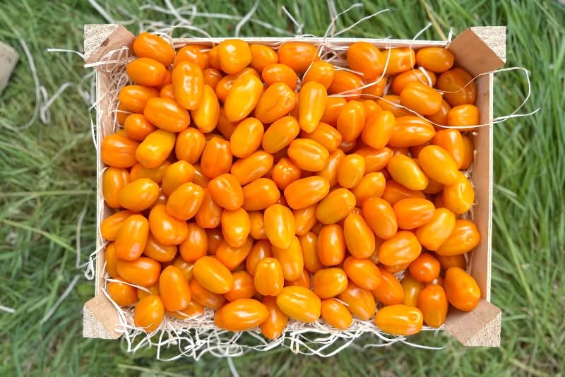 Datteltomaten gelb regional Bio