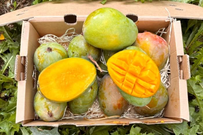 Mango Glenn Bio von Julian Sparbox