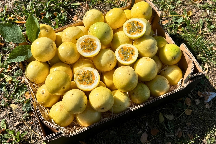 Goldene Passionsfrüchte süß