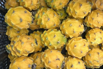 Goldene Drachenfrucht (Pitaya) von Alfonso