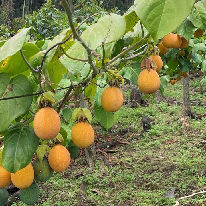 Süße Granadilla Sonderaktion % 1,25kg