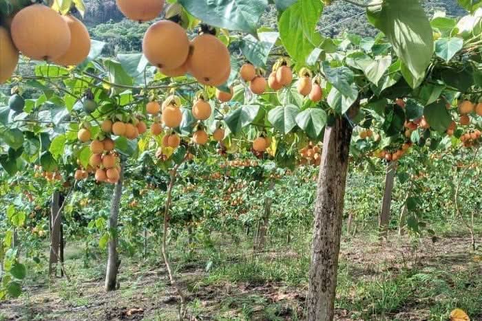 Süße Granadilla naturbelassen