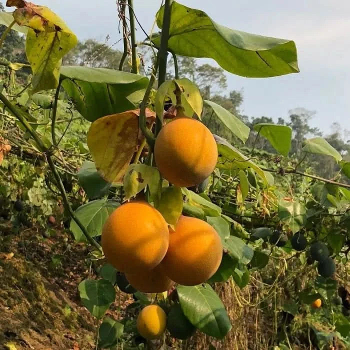 Granadilla & Maracuja Box Aktionspreis %