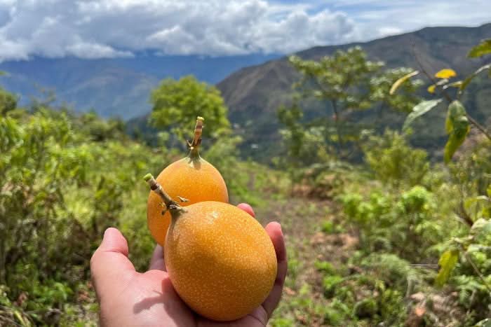 Granadilla & Maracuja Box Aktionspreis %