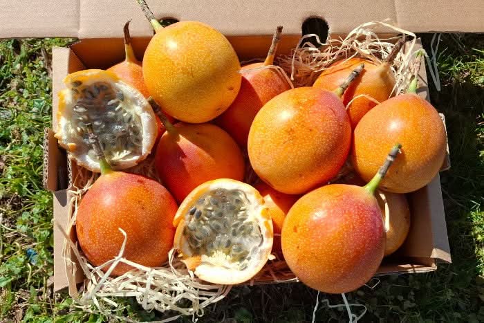 Süße Granadilla naturbelassen