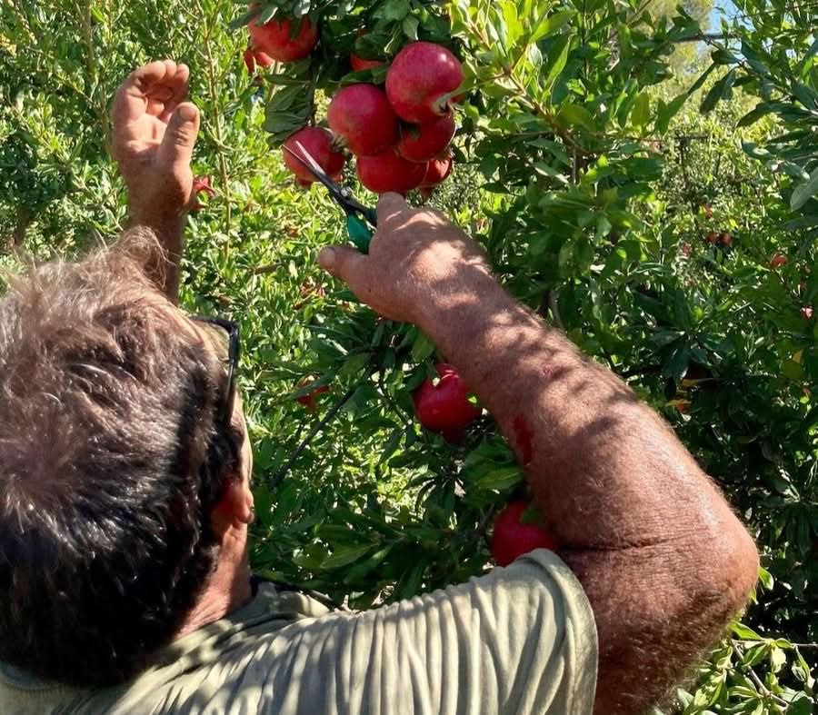 Granatapfel rosa "Mollar" Bio von Antonio
