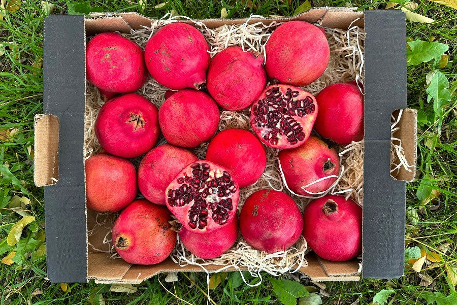 Granatapfel von Enzo Bio Retterbox