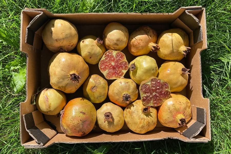 Granatapfel Mollar Bio von Julian Retter-Box