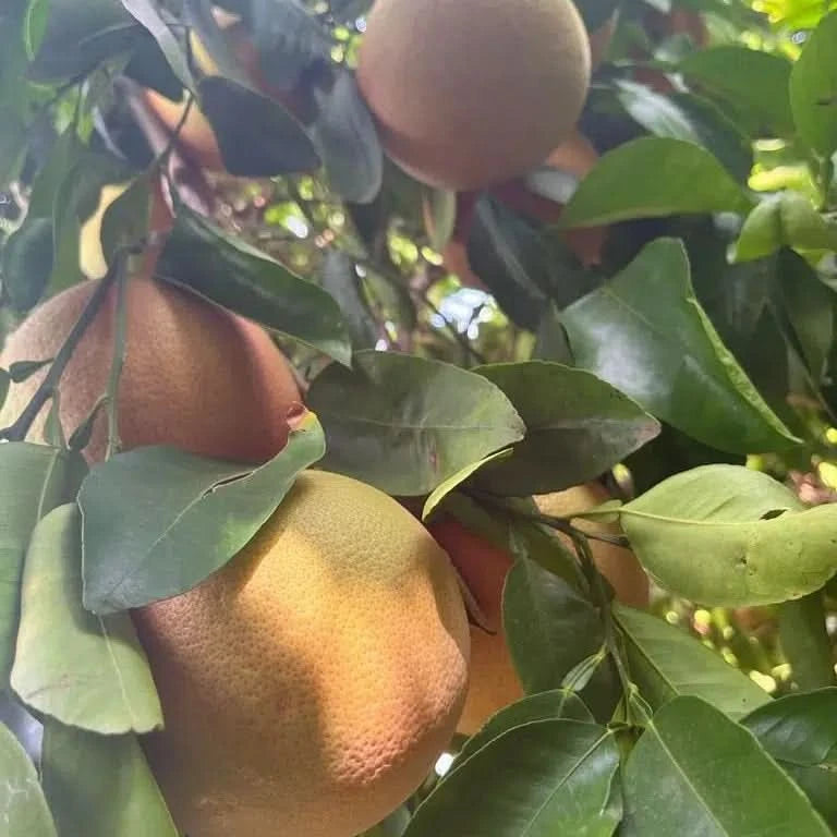 Grapefruit rose Bio Demeter von Julia