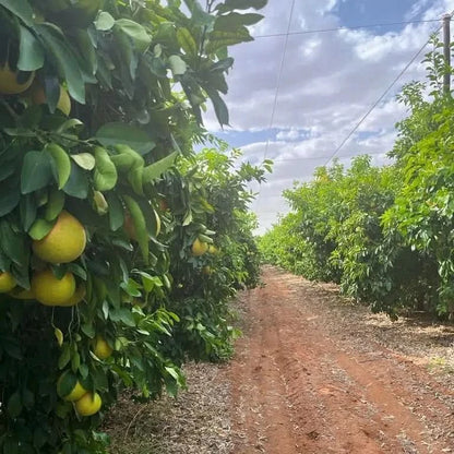 Grapefruit rose Bio von Andres Sparpreis-Box %