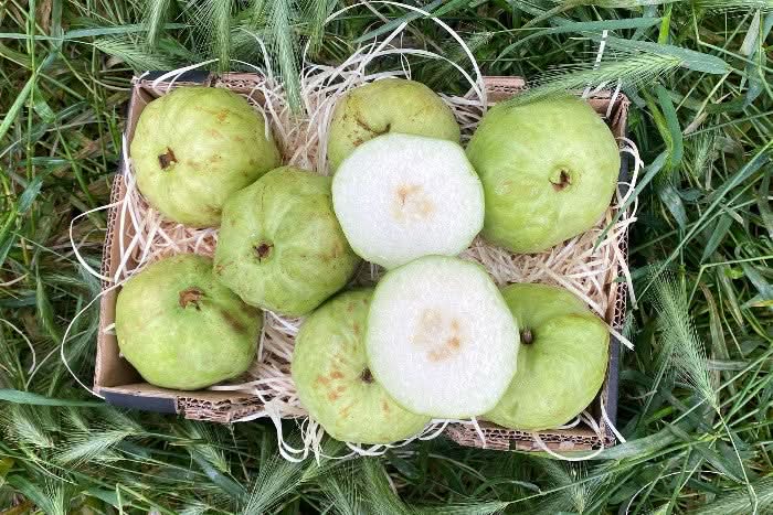 Guave Crystal Kipepeo Bio von Kipepeo