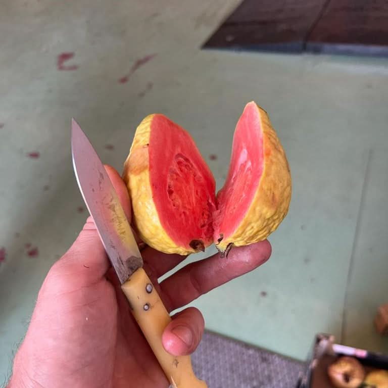 Guave rot naturbelassen von Julian