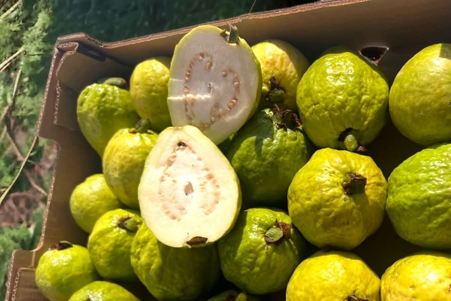 Guave weiss (Apfelguave) wild von Julian Sparpreis-Box