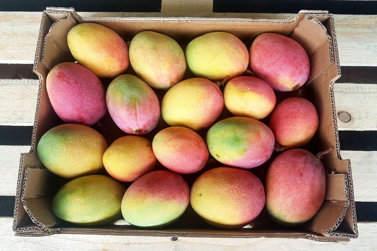 Mango Haden von Rufino Aktionspreis % 1kg