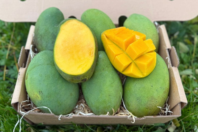 Mango "Harum Manis" baumgereift