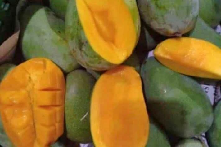 Mango "Harum Manis" baumgereift