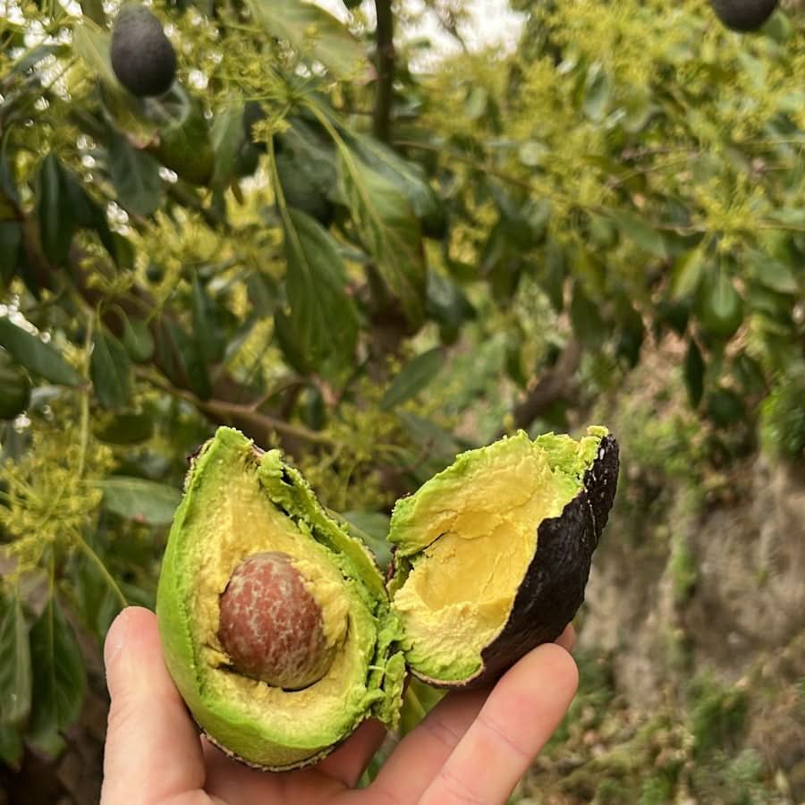 Avocado "Hass" Bio 3 Stück