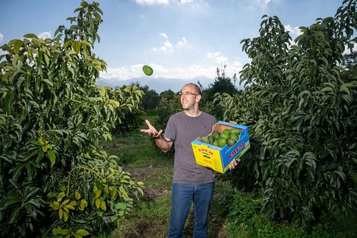 Avocado Hass Bio von Apostolis Retterbox