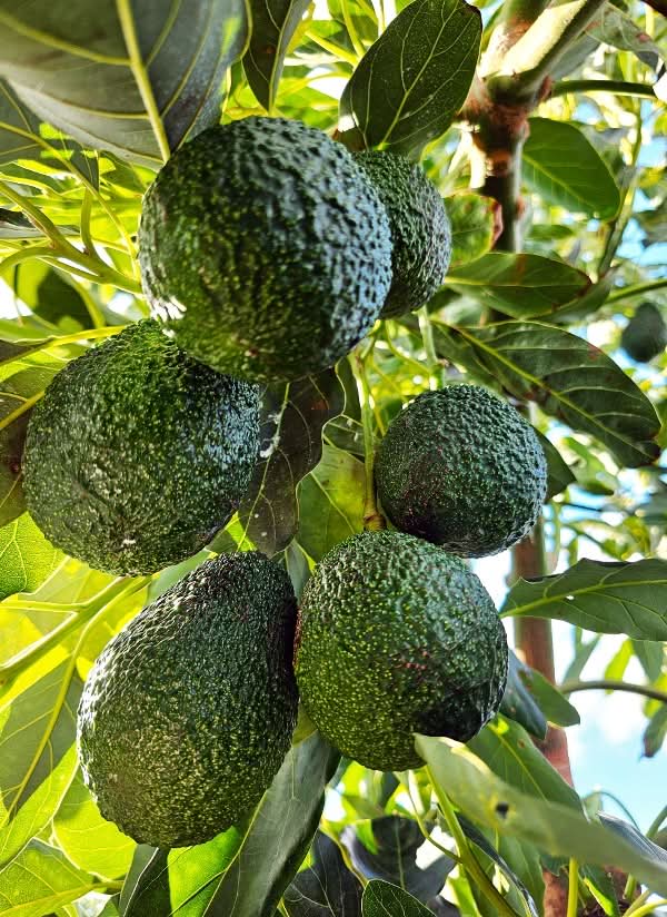 Ätna Avocado "Hass" und "Reed" Mix Bio von Andrea Sizilien Kennenlernpreis