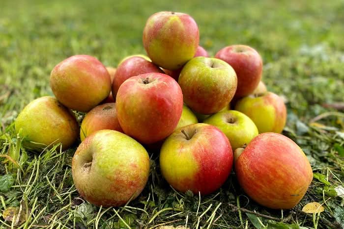 Apfel "Holsteiner Cox" Bio alte Sorte (allergikerfreundlich) regional