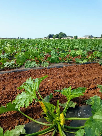 Zucchini Bio aus der Provence