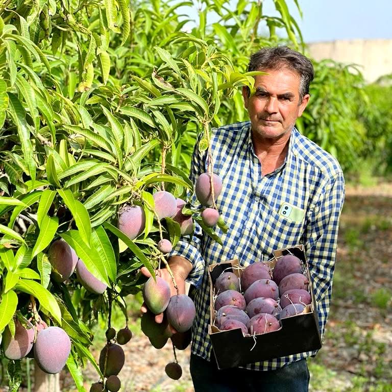 Riesenmangos Bio von Antonio Retterbox