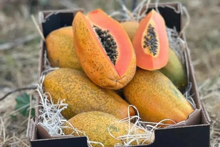 Papaya Bio von Julian 4,5kg Box Wochenaktion %