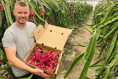 drachenfrucht kaufen – mehrere rote Drachenfrüchte Bio fair direkt vom Erzeuger