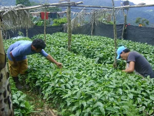 TURM Kaffee, Kaffee, ganze Bohne, Beutel