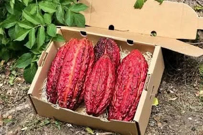 Kakaofrucht naturbelassen