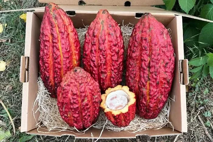 Kakaofrucht naturbelassen