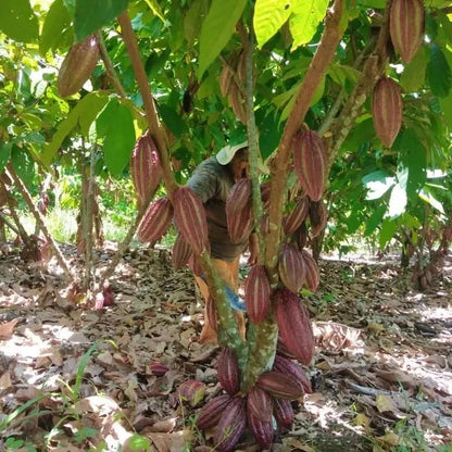 Kakaofrucht naturbelassen