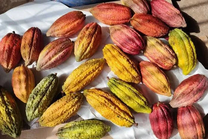 Kakaofrucht naturbelassen