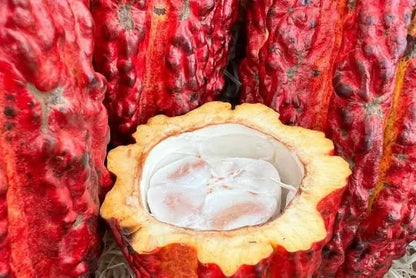 Kakaofrucht naturbelassen