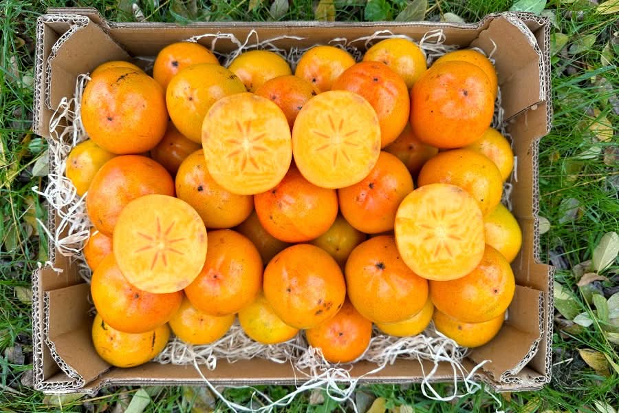 Kaki "Rojo Brillante" Bio von Bernardo Sparpreis-Box %