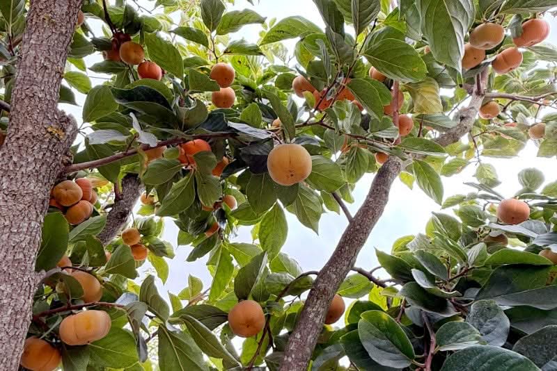 Kaki "Hana Fuyu" Bio & Demeter von Julia