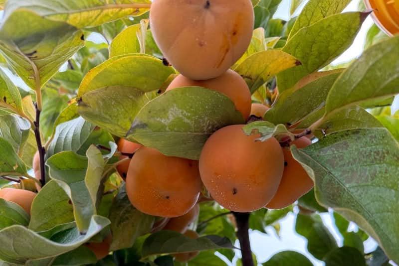 Kaki "Hana Fuyu" Bio & Demeter von Julia