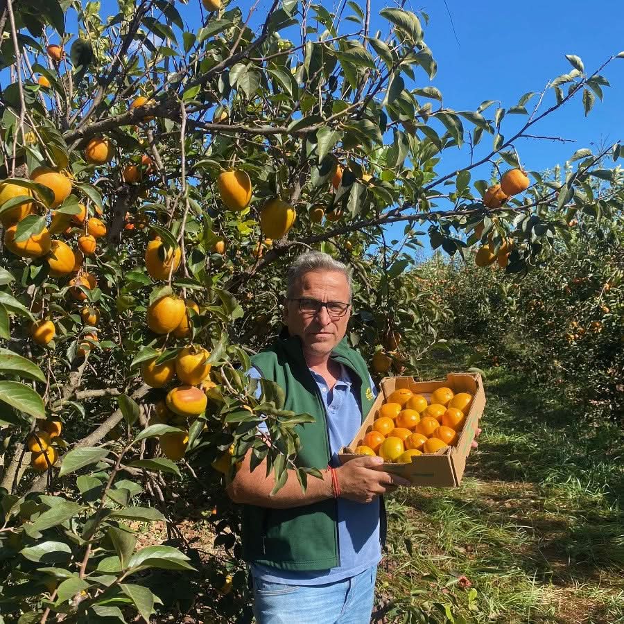 Kaki "Rojo Brillante" (Persimon) von Bernardo