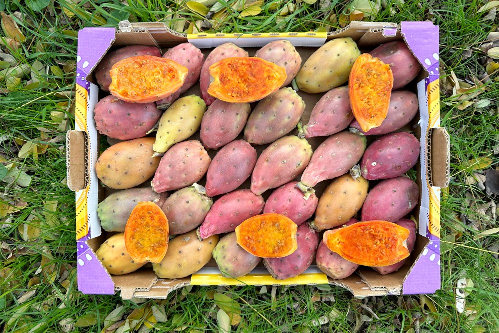 Kaktusfeigen wild von Julian