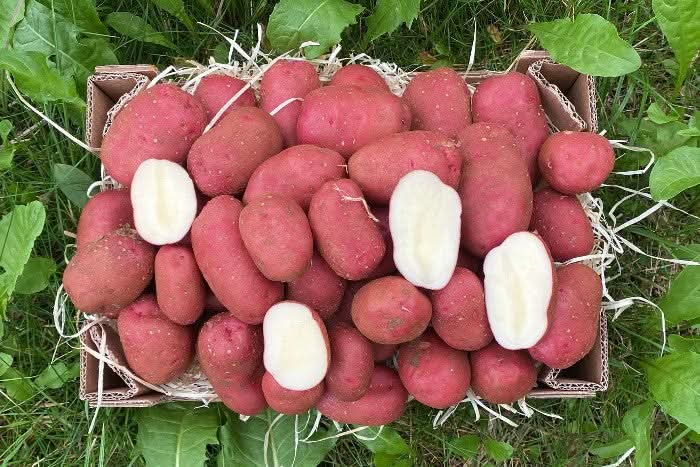 Kartoffeln "Alouette" vorw. festkochend Bio aus der Bretagne neue Ernte