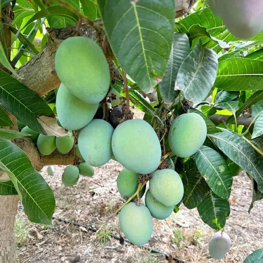Ätna Vulkan Mangos Kensington Pride Bio Sizilien
