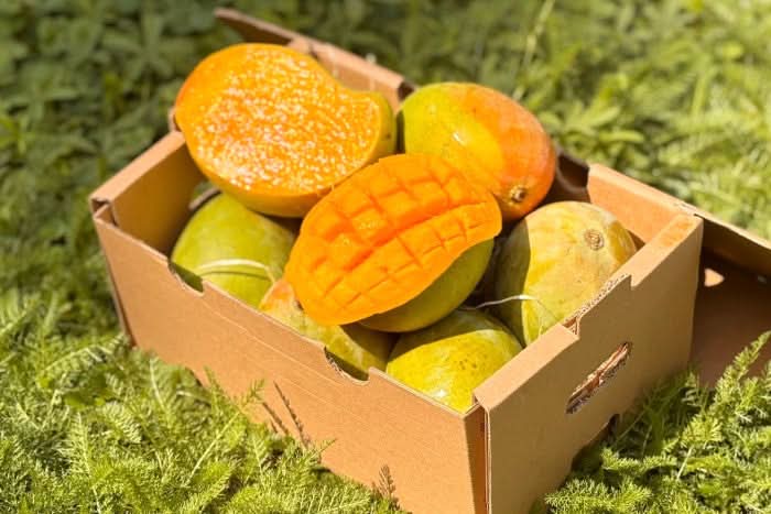 Mango Kensington Pride von Julian Aktionsbox