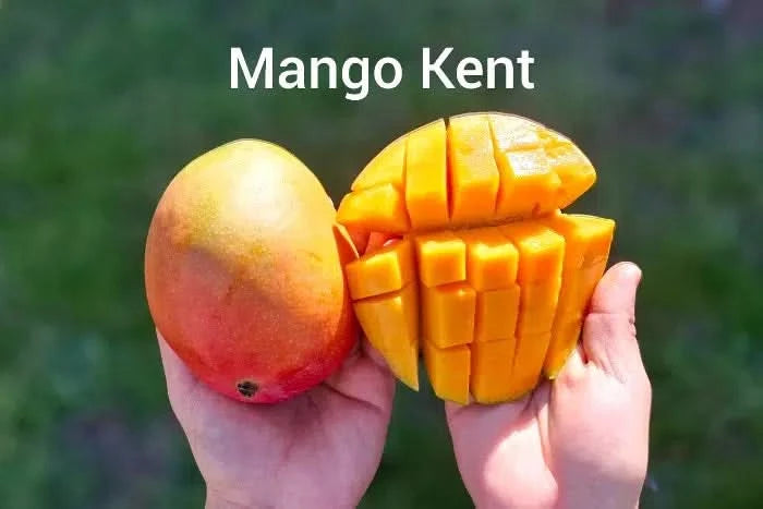 Mango Kent baumgereifte Flugware