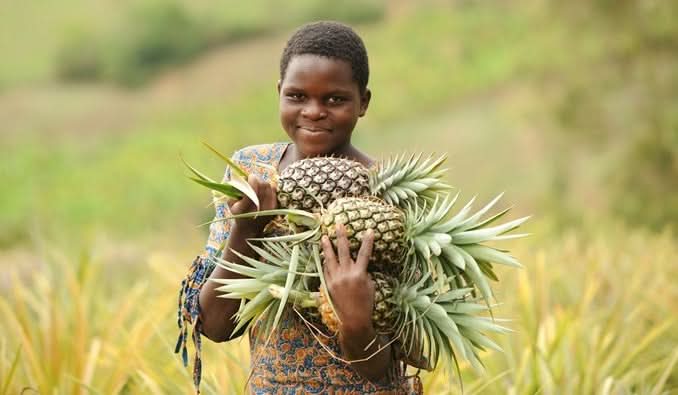 Ananas „Smooth Cayenne“ Bio Flugware Kipepeo Fair