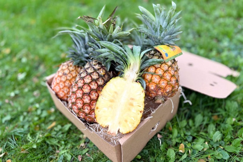 Ananas „Smooth Cayenne“ Bio Flugware Kipepeo Fair