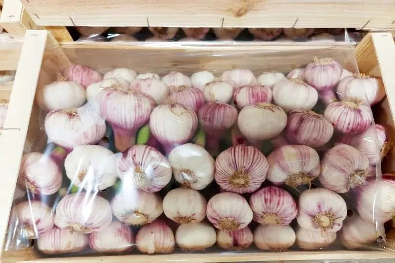 Knoblauch frisch Bio weiss-violett