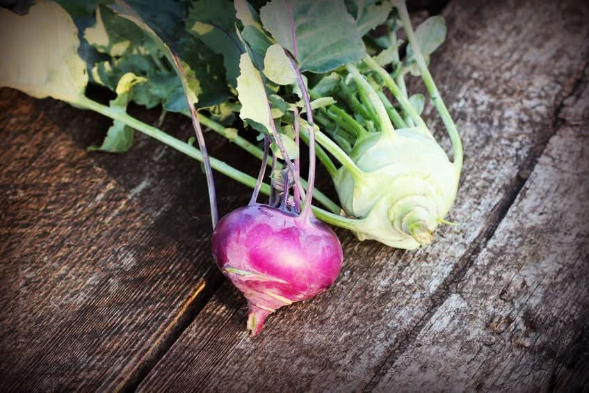 Kohlrabi Mix blau & weiss regional Bio